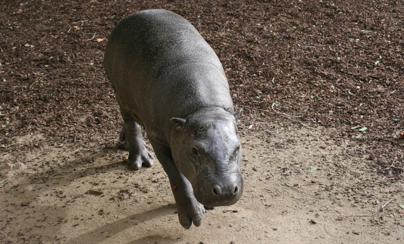 Hipopótamo Pigmeo | Zoo Barcelona